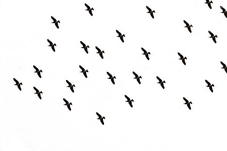 fågel, Sky, flyg, fågelflyg, under flygning, dom, bild