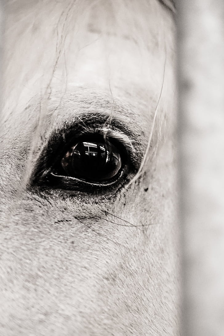 hobune, silma, looma, inimese silm, üks inimene, inimese kehaosa, Ripsmete
