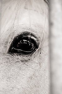 Koń, oko, zwierząt, ludzkiego oka, jedna osoba, części ciała człowieka, Przedłużanie rzęs