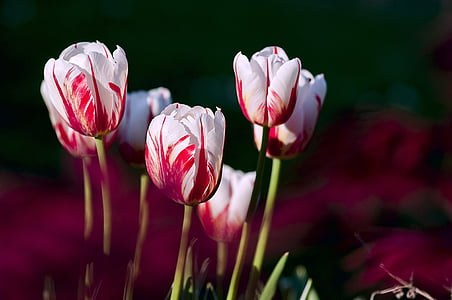 tulipany, ogród, kwiaty, Kolor, wiosna, Natura, Tulipan