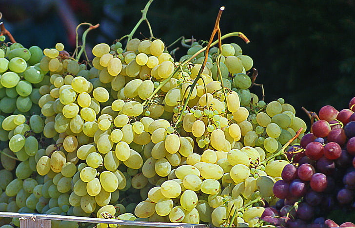 druiven, groep, trossen druiven, witte druiven, donkere druiven, fruit, vruchtlichamen