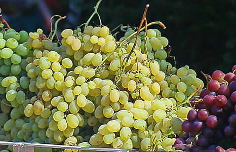 uvas, Grupo, cachos de uvas, uvas brancas, uvas escuras, frutas, a frutificação