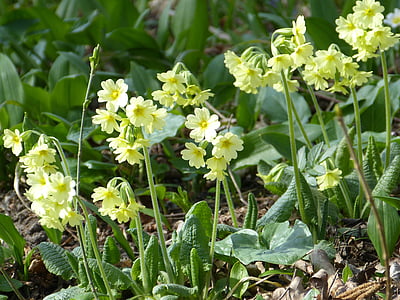 cowslip, primrose hutan, primrose tinggi, Primula vulgaris, Primrose, bunga, Blossom