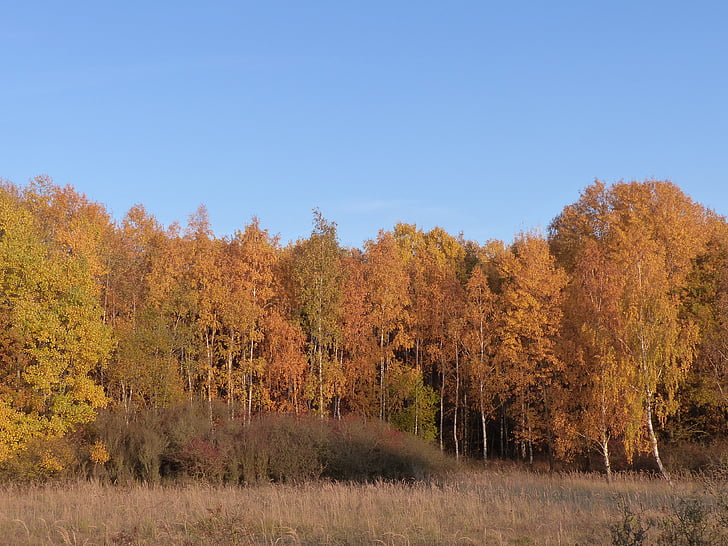 Forest, listy, jeseň, strom, Príroda, jeseň farby, jesenného lesa