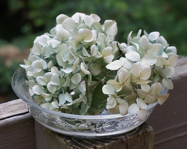 dried hydrangeas in glass bowl, dried hydrangea flowers, flowers, dried flowers, blossom, bloom, plant