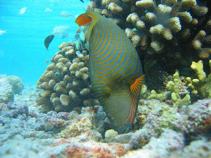 Orange berjajar triggerfish, ikan, berombak-ombak, tropis, terumbu karang, Maritim