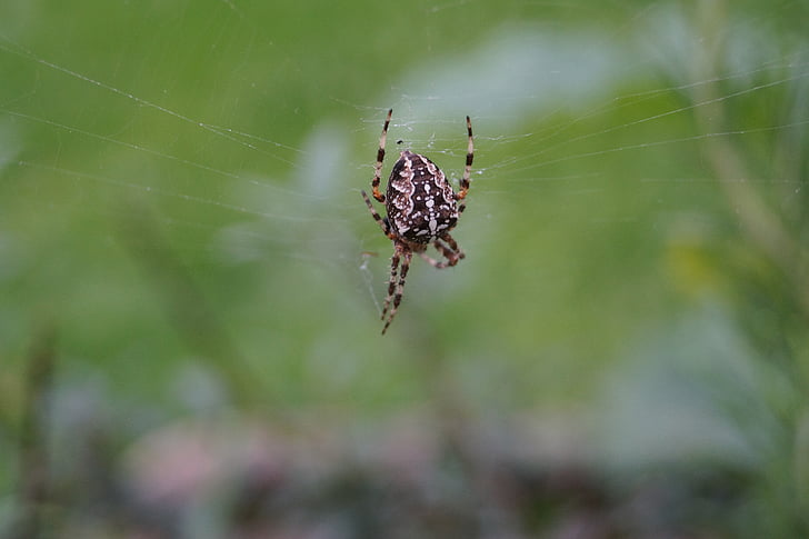 Spinne, Insekt, Spinnennetz, in der Nähe, Natur, Tier, Makro