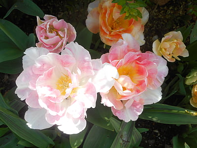 blossom, pink, flowers, roses, white, spring, garden
