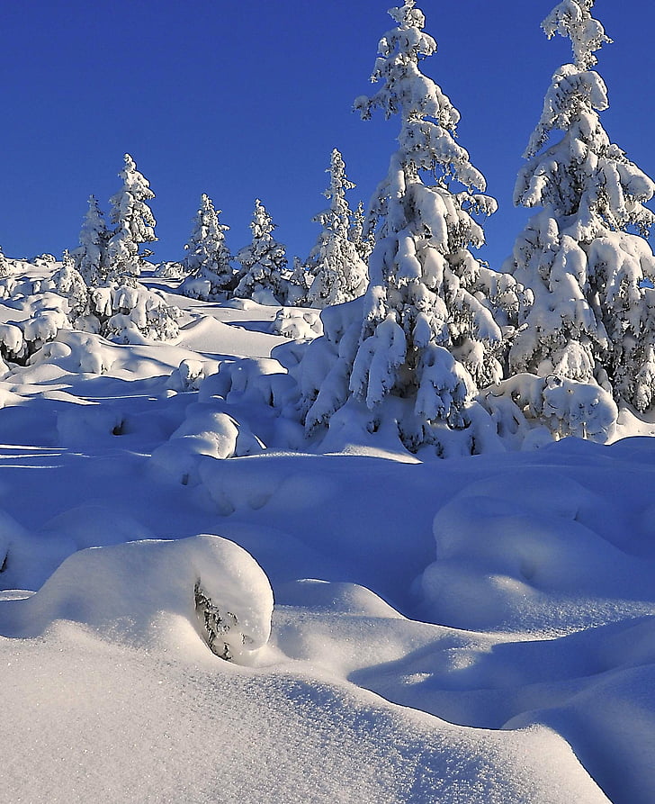 musim dingin, salju, pohon, pohon-pohon yang tertutup salju, Spruce, Biel, salju segar