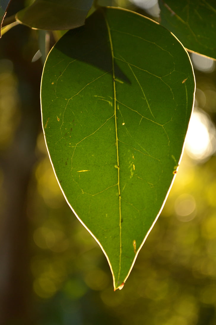 daba, Leaf, koks, dzīve