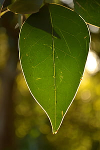 naturen, Leaf, träd, liv