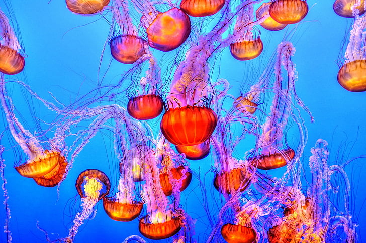 meduzy, kolorowe, morze, Ocean, wody, podwodne, akwarium