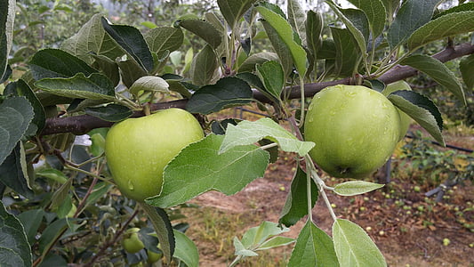 Apple, Rezumat, fructe, produse alimentare, agricultura, frunze, natura