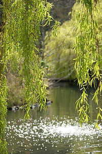 willow, tree, pond, lake, water, green, nature