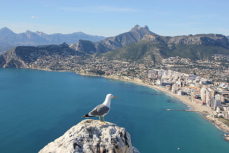 Mouette, Ave, oiseau, Calpe, Alicante, Espagne