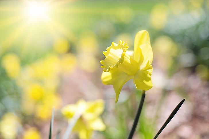 Narcisa, pomlad, cvetovi Rumeni cvetovi, vrt, vrtnarjenje, narave, rumena