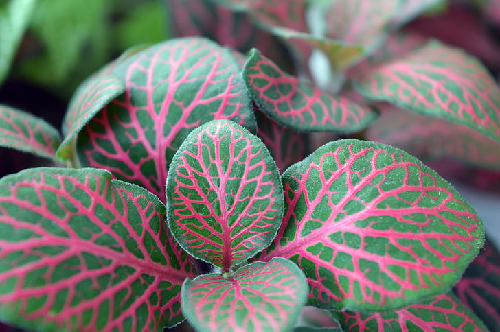 fittonia, variegated lá, nhà thực vật, sáng sủa, lá đầy màu sắc, các tĩnh mạch màu hồng, mottled
