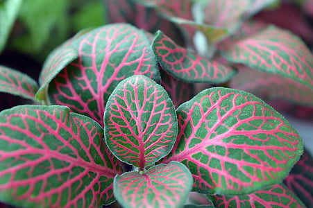 fittonia, 잡 색된 잎, 하우스 식물, 밝은, 다채로운 잎, 핑크 혈관, 얼룩 덜 룩 한