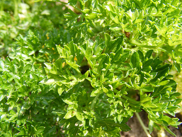 Bush, jardín, verde, hierba, perejil, Petroselinum, especia