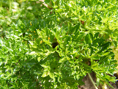 Bush, jardín, verde, hierba, perejil, Petroselinum, especia