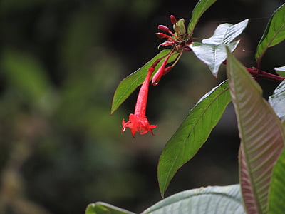 Gamta, gėlė, laukinių, džiunglės, Ekvadoras, augalų, lapų