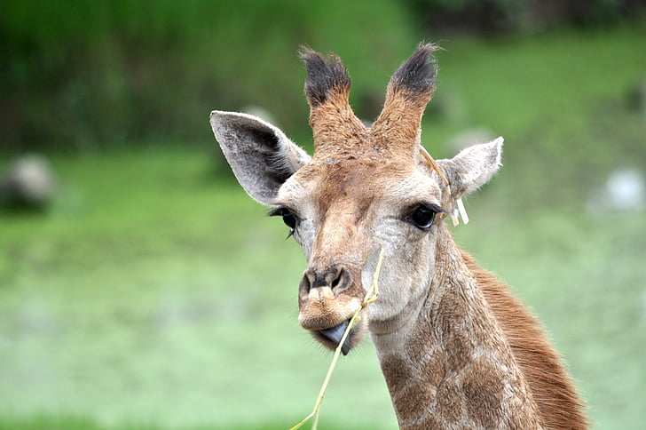 jirafa, cabeza, lindo, naturaleza, comer, hierba, flora y fauna
