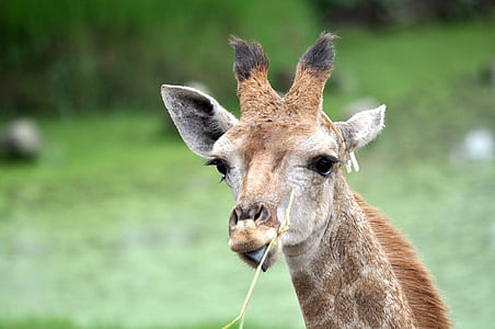 giraffe, head, cute, nature, eating, grass, wildlife