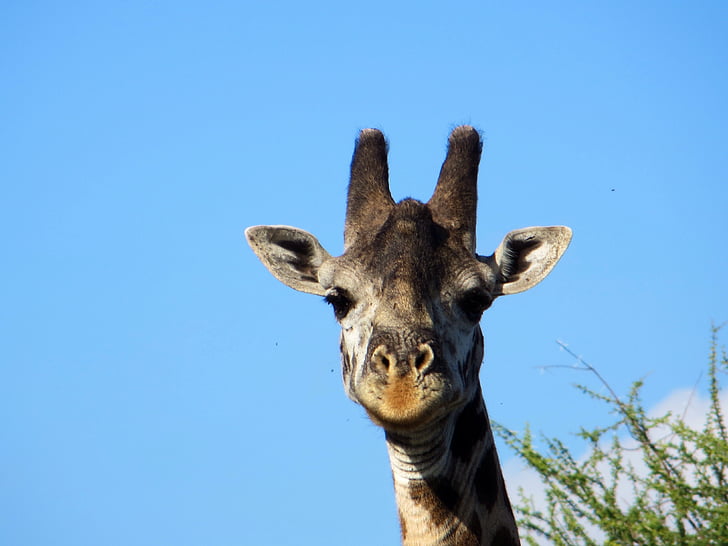 giraffe, safari, africa
