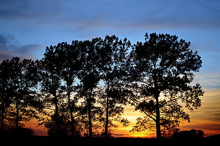 tramonto, paesaggio, alberi