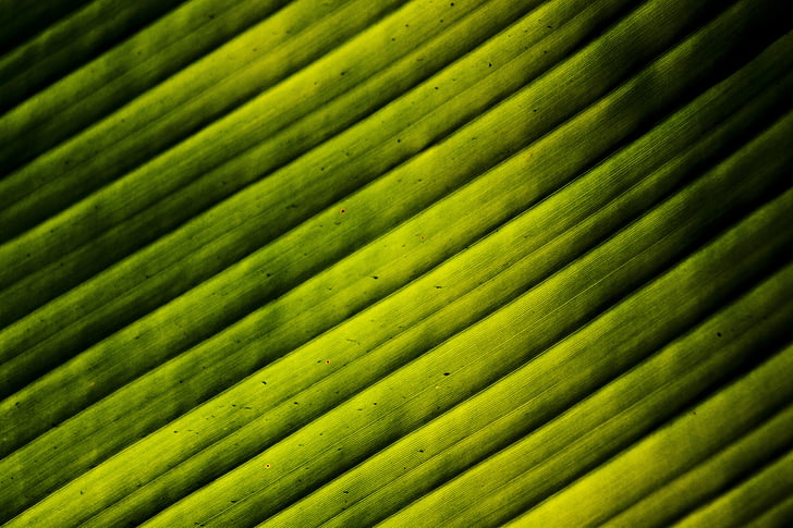 frunze, banane, lumina, verde, copac, plante, culoare verde
