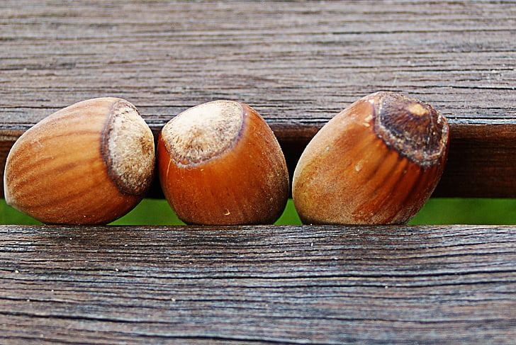 hazelnuts, wood, bench, september