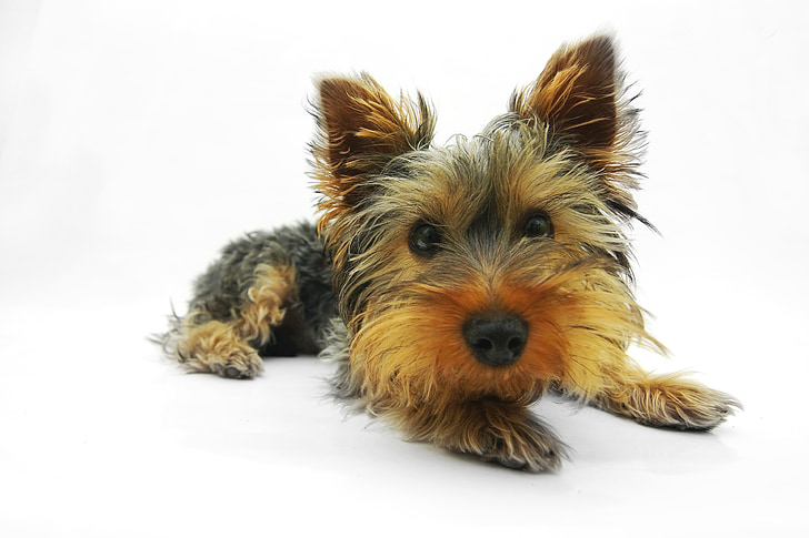 cão, Terrier, animal de estimação, retrato, animais de estimação, animal, Yorkshire terrier