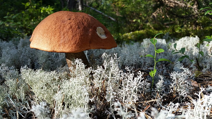 mushroom, forest, nature