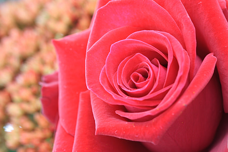 flower, red, macro, red rose, rose, nature, rose - Flower