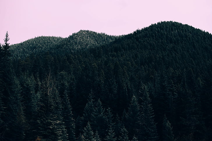 green, trees, mountain, photography, leaves, plants, forest