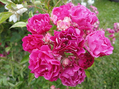 puķe, Rosa, poga, augu, ziedi, daba, rozā krāsa