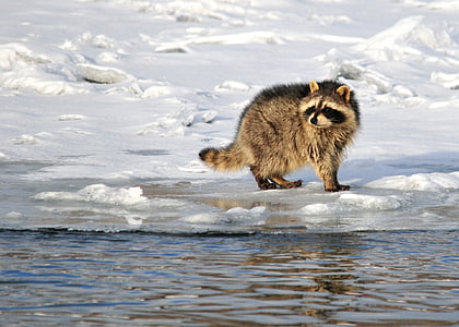 raccoon, portrait, wildlife, water, snow, winter, cold