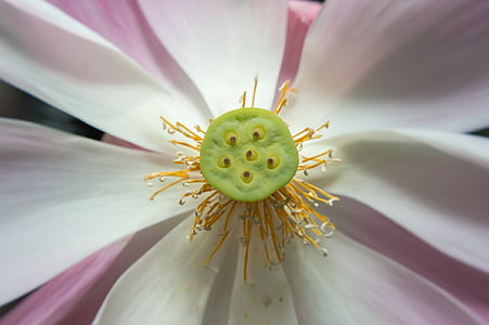 Lotus, lotosový list, Příroda, růžová, Lotus jezero, zelená, květiny