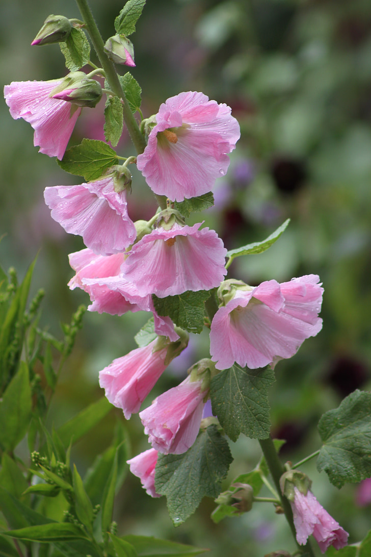 Almindelig Stokrose, Pink, blomst, Pink hollyhock, Bloom, steg, haven