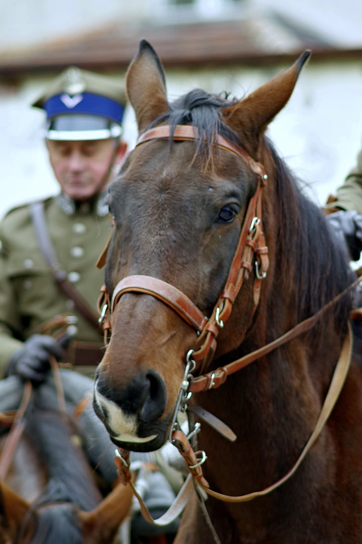 말, cavalryman, 군인, 기병대, 독립, 축제는, 고삐