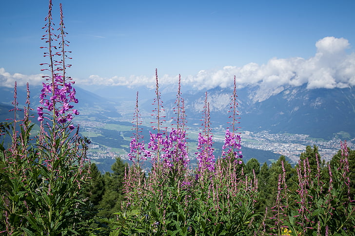 Alpin, blommor, Alpblomman, sommar, naturen, äng, blå