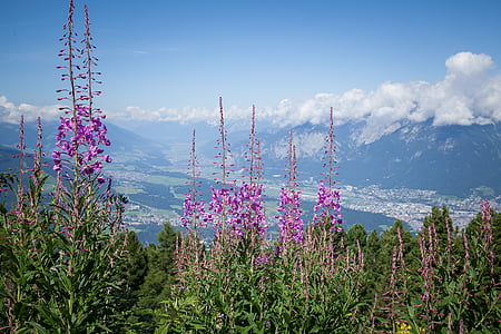 Alpu, ziedi, Alpu puķu, vasaras, daba, pļavas, zila