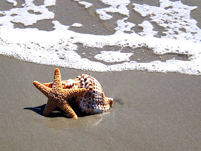 starfish, shell, beach, sea, tropical, ocean, sand