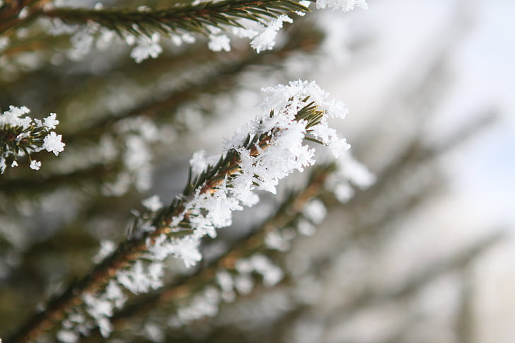 árbol, Frost, invierno, árboles de invierno, temporada, Navidad, frío