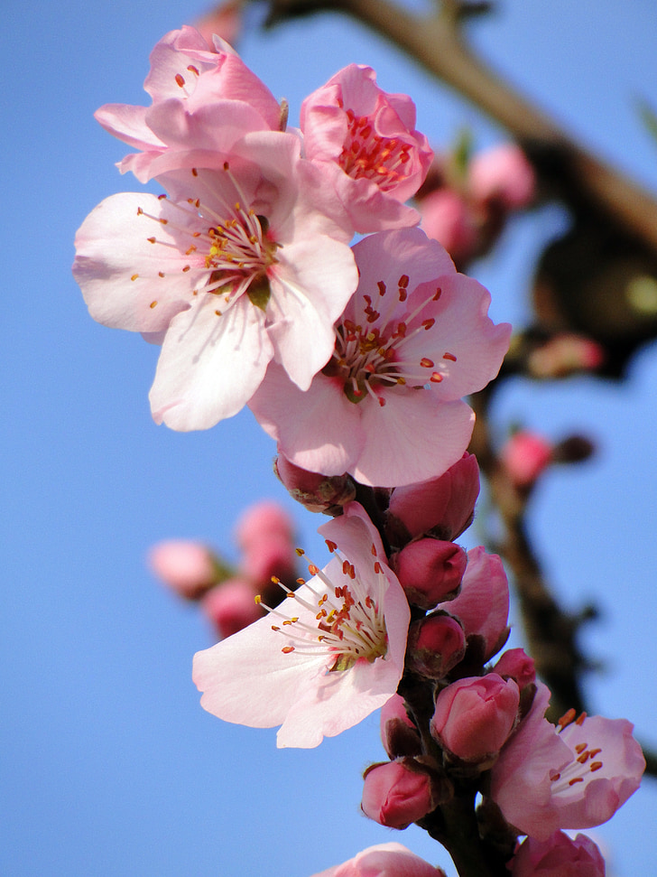 mandel blomster, frühlingsanfang, blomstrende kvist, våren, Spring awakening, blomster, Almond tree