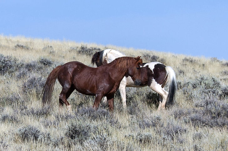 vilde heste, Wild Mustang, Mustangs, heste, amerikanske vilde heste