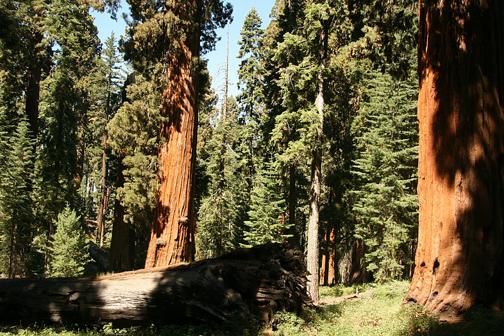 Sequoia, gegant, arbres, Califòrnia, camí, natural, d'alçada