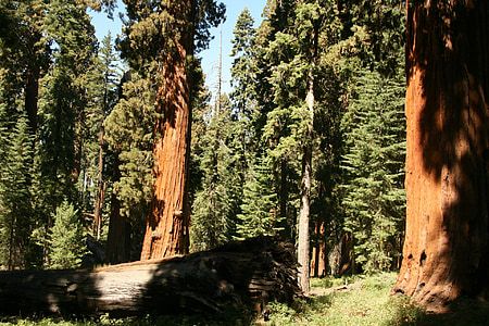sekwoja, olbrzym, drzewa, Kalifornia, ścieżka, naturalne, wysoki