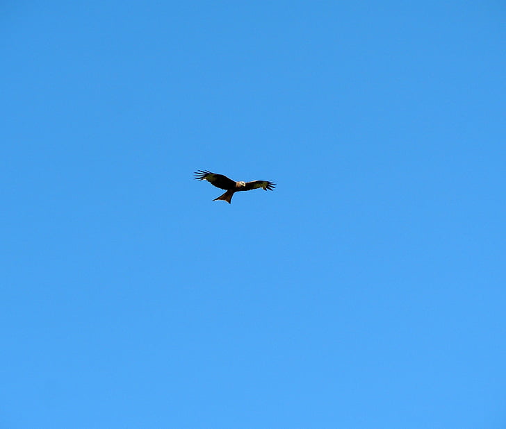 kestrel, raptor, bird of prey, bird, fly, sky, blue