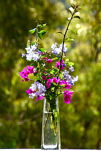bunga, closeup, kelopak, warna-warni, Flora, segar, tanaman